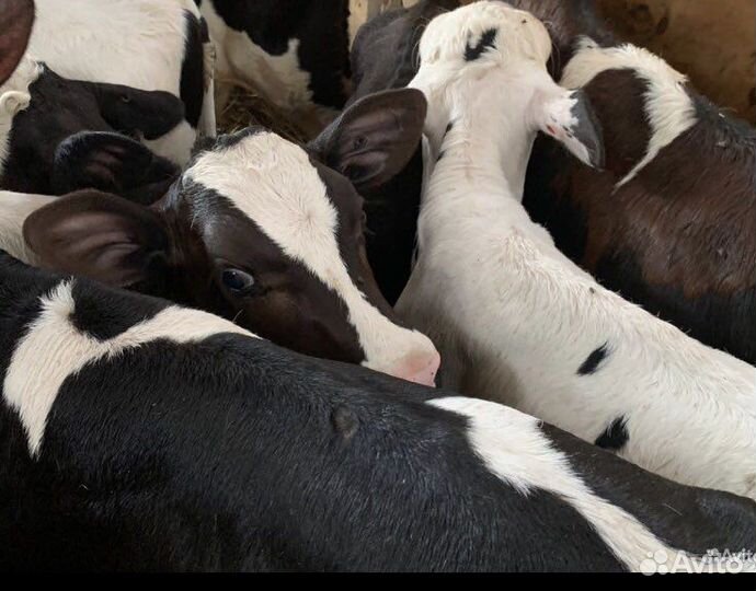 Телята мясной породы бычки