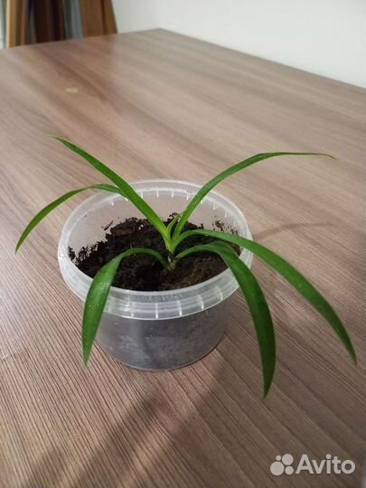 Хлорофитум комнатное растение