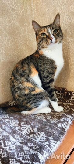 Очень хочет быть любимицей, спасена с ада