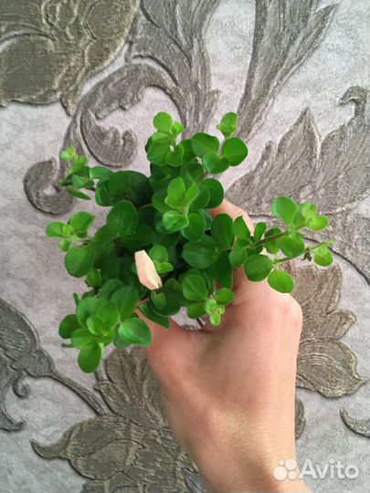 Пеперомии, аспарагусы, филодендроны, суккуленты