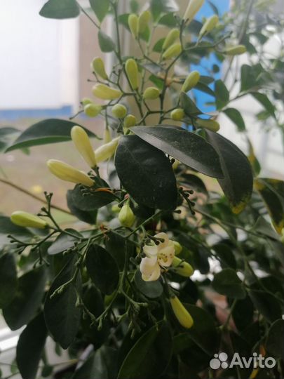 Мурайя метельчатая цветущая