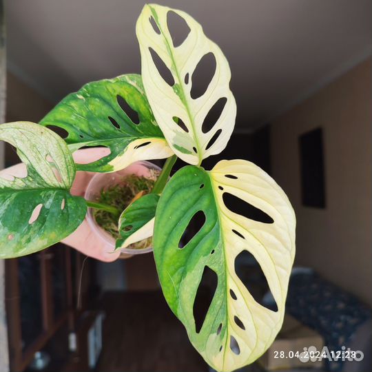 Монстера Адансона вариегатная (желтая)