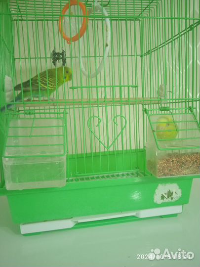 Волнистый попугай ручной