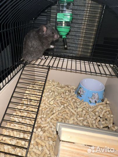 Сирийский хомяк с клеткой