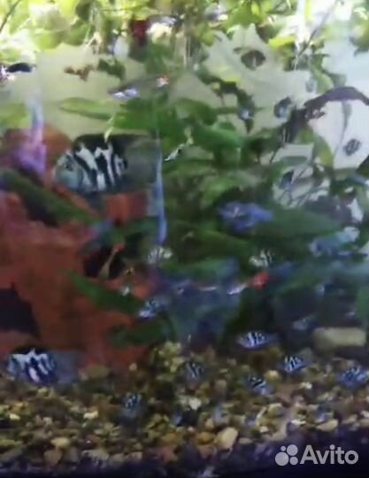 Аквариумное, мальки попугая, грот, растения