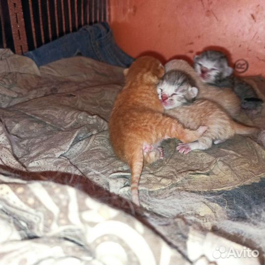 Котята в добрые руки