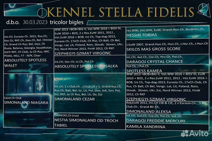 Щенки бигль питомник