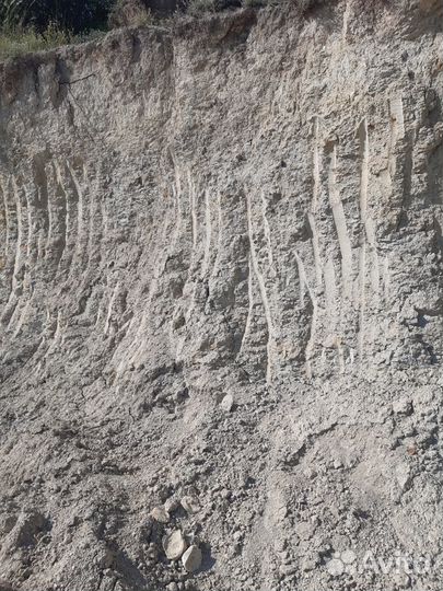 Раковины. Артефакт доисторического моллюска