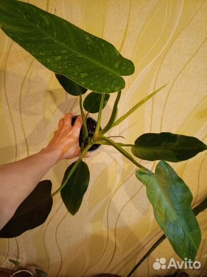 Филодендроны