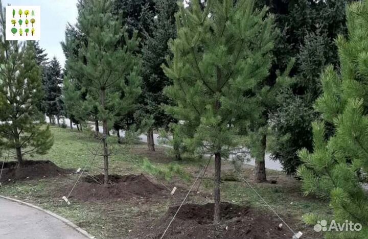 Крупномеры сосны с гарантией