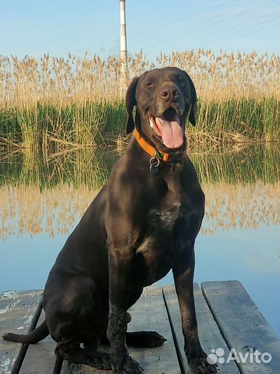 Курцхаар вязка