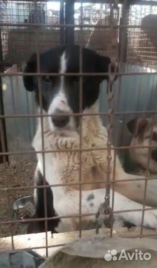 Собачки ищут дом