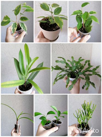 Комнатные растения, комнатные цветы