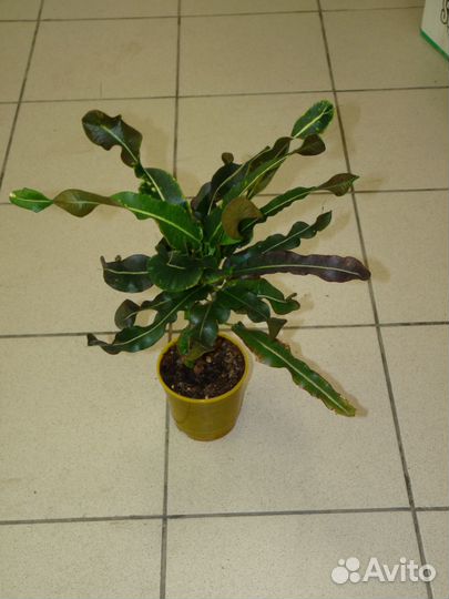 Кротоны сортовые