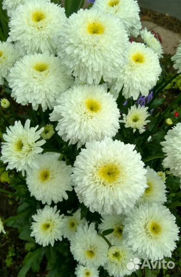 Ромашка Аляска, Французская, Фиона