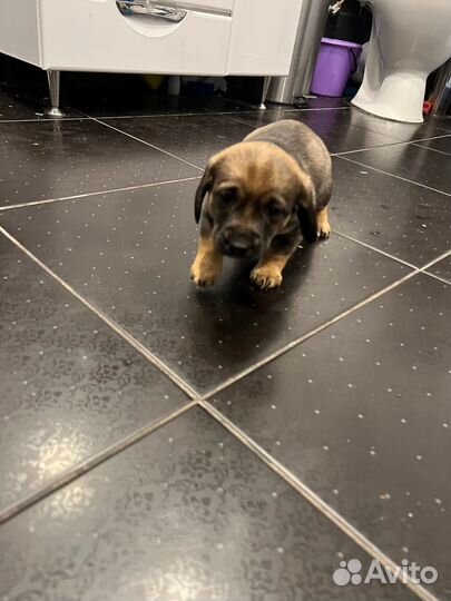 Щенок(девочка)