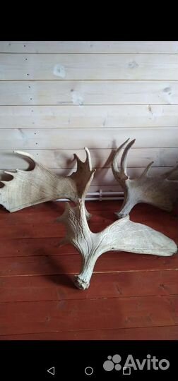 Заготовка рогов лося и оленя