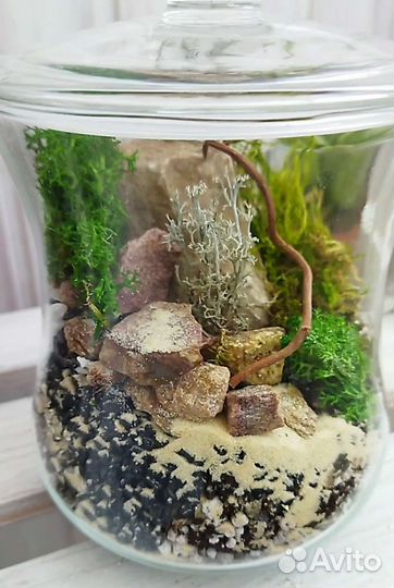 Моссариум. Флорариум с разными видами мха