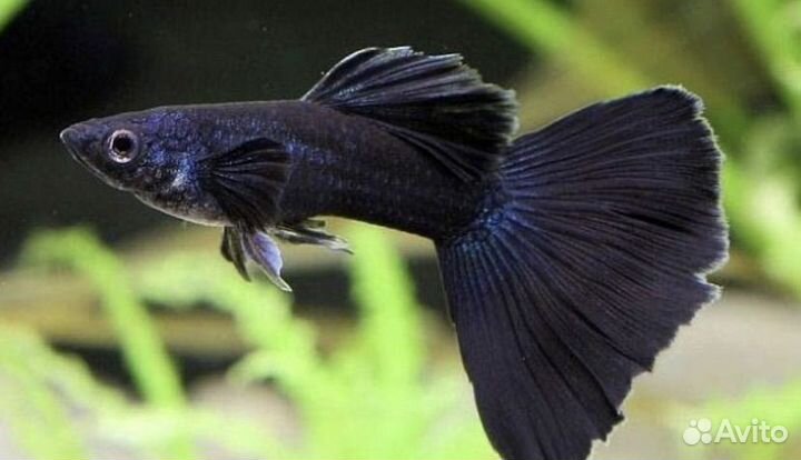 Рыбки черный принц