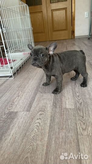 Французский бульдог цветные дети