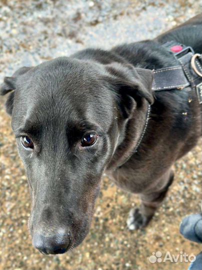 Киану грустит в приюте