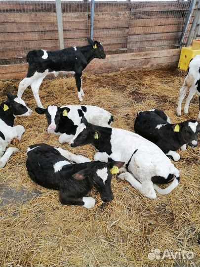 Бычки на откорм, 1-3мес