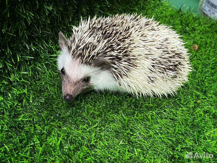 Африканский карликовый ёжик