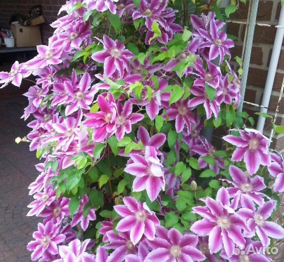 Саженцы клематиса