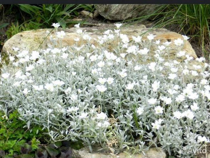 Ясколка, Арабис, Флокс, Гвоздика, Вербейник и др