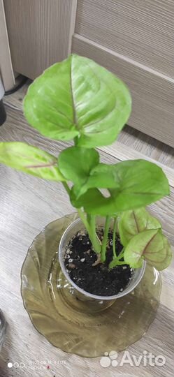 Сингониумы сортовые