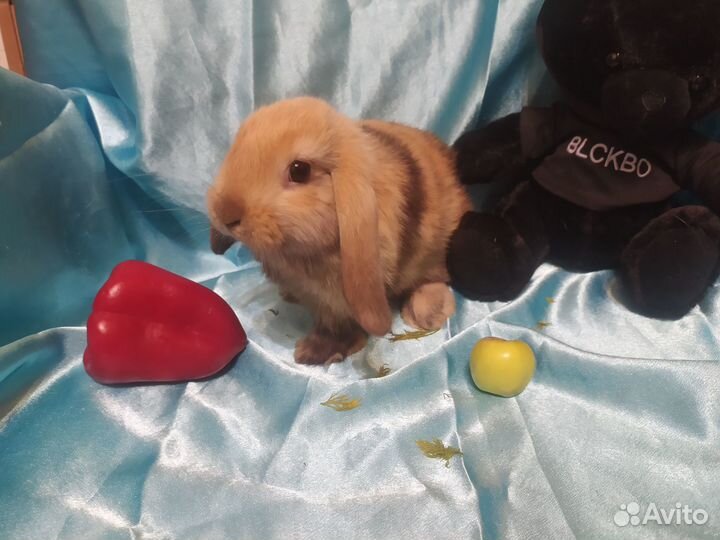 Карликовые декоративные кролики самка и самец