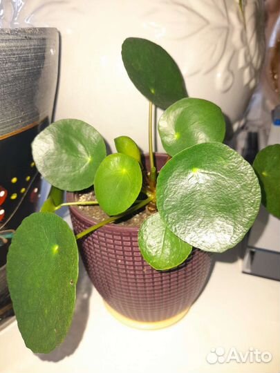 Пилея пеперомиевидная