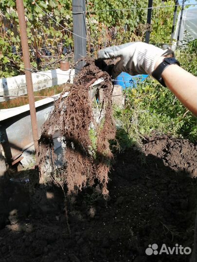 Куст винограда, отводки