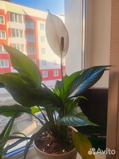 Комнатные цветы