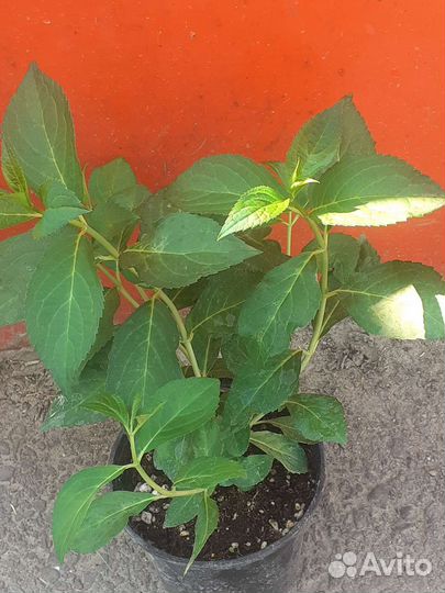 Горт.френч болеро,сбежавшая невеста