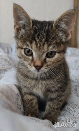 Котенок девочка в добрые руки