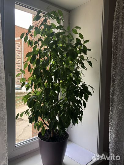 Фикус бенджамина