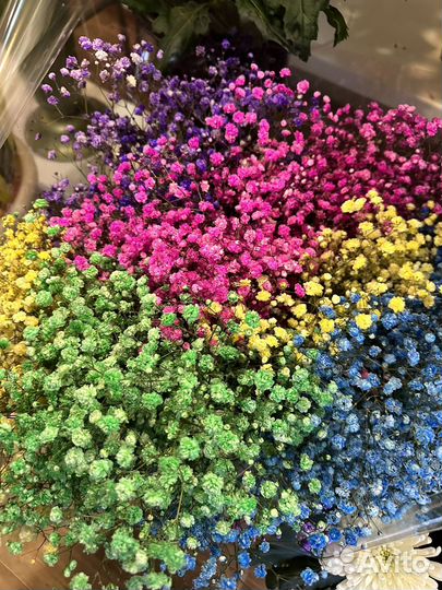 Гипсофила цветная