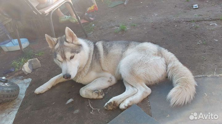 Сибирский хаски