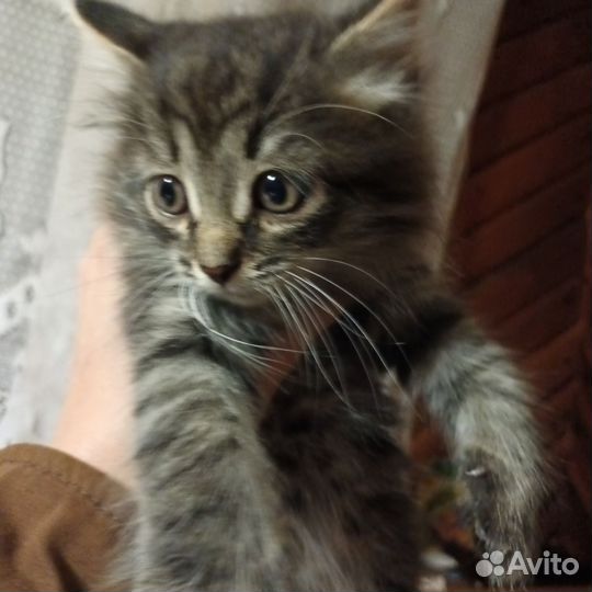 Котятки в добрые руки