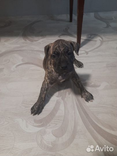 Щенки Питбуля