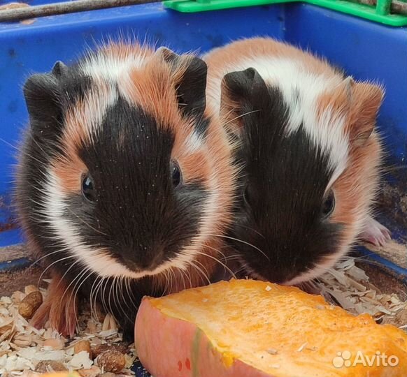 Морская свинка