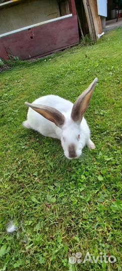 Кролики белый великан на племя,мясом