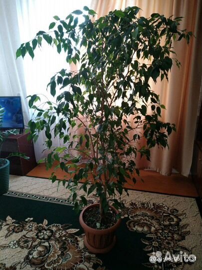 Цветок комнатный,Фикус Бенджамина