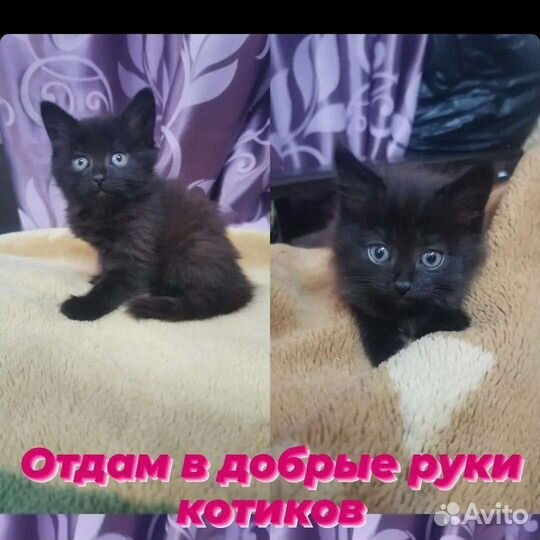 Котики бесплатно в добрые руки