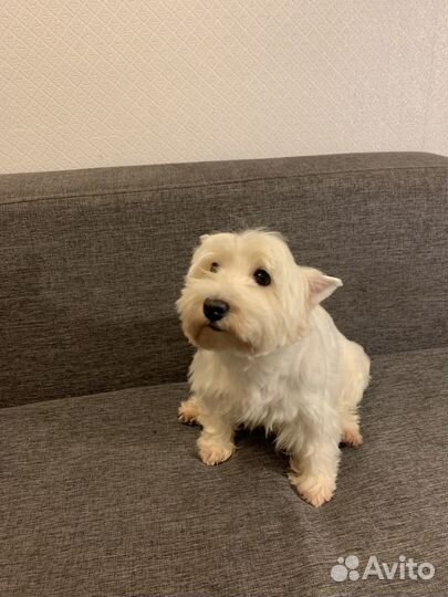 Ищем жениха для девочки вестика