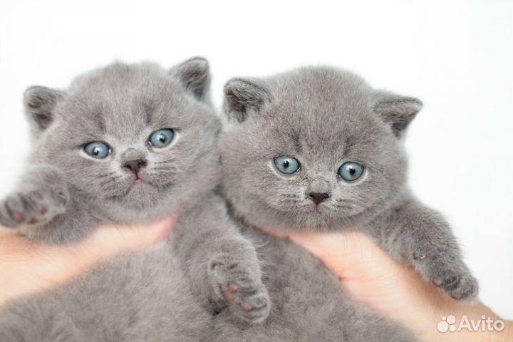 Британский голубой котик. Питомник Glamourelly