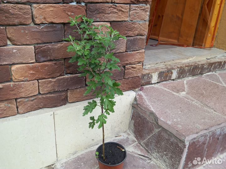 Хризантема