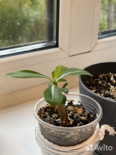 Адениум роза пустыни