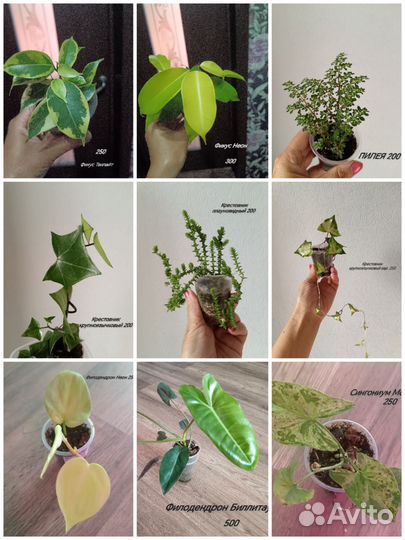 Филодендроны белая принцесса, розовая принцесса